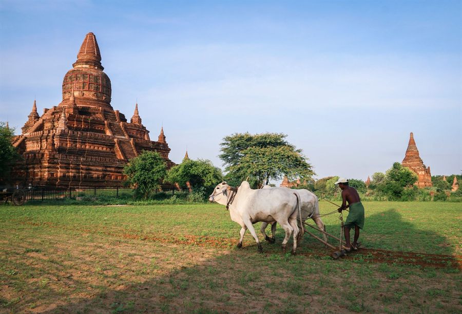 Farmer ploughing a field with two white oxen near a red-brick temple in Bagan